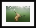 Steller's Sea Lion, Alaska by Anonymous