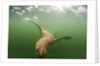 Steller's Sea Lion, Alaska by Anonymous