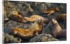 Steller's Sea Lions, Alaska by Anonymous