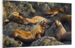 Steller's Sea Lions, Alaska by Anonymous