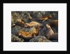 Steller's Sea Lions, Alaska by Anonymous