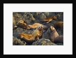 Steller's Sea Lions, Alaska by Anonymous