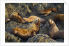 Steller's Sea Lions, Alaska by Anonymous