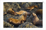 Steller's Sea Lions, Alaska by Anonymous