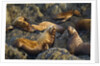 Steller's Sea Lions, Alaska by Anonymous