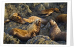 Steller's Sea Lions, Alaska by Anonymous