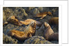 Steller's Sea Lions, Alaska by Anonymous