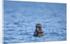Sea Otter and Pup, Alaska by Anonymous