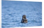 Sea Otter and Pup, Alaska by Anonymous
