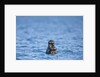 Sea Otter and Pup, Alaska by Anonymous
