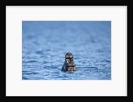 Sea Otter and Pup, Alaska by Anonymous