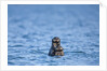 Sea Otter and Pup, Alaska by Anonymous