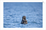 Sea Otter and Pup, Alaska by Anonymous