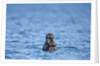 Sea Otter and Pup, Alaska by Anonymous