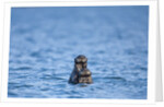 Sea Otter and Pup, Alaska by Anonymous