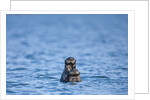 Sea Otter and Pup, Alaska by Anonymous