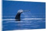 Humpback Whale, Alaska by Anonymous