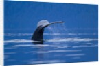 Humpback Whale, Alaska by Anonymous