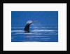 Humpback Whale, Alaska by Anonymous