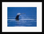 Humpback Whale, Alaska by Anonymous