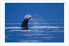 Humpback Whale, Alaska by Anonymous