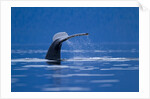 Humpback Whale, Alaska by Anonymous