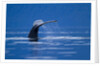 Humpback Whale, Alaska by Anonymous