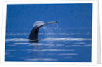 Humpback Whale, Alaska by Anonymous