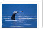 Humpback Whale, Alaska by Anonymous