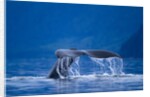 Humpback Whale, Alaska by Anonymous