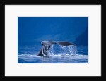 Humpback Whale, Alaska by Anonymous