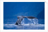 Humpback Whale, Alaska by Anonymous