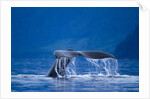 Humpback Whale, Alaska by Anonymous
