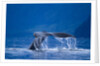Humpback Whale, Alaska by Anonymous
