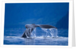 Humpback Whale, Alaska by Anonymous