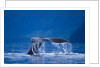 Humpback Whale, Alaska by Anonymous
