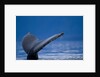 Sounding Humpback Whale, Alaska by Anonymous