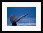 Sounding Humpback Whale, Alaska by Anonymous