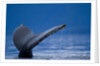 Sounding Humpback Whale, Alaska by Anonymous