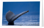 Sounding Humpback Whale, Alaska by Anonymous