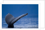 Sounding Humpback Whale, Alaska by Anonymous