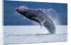 Breaching Humpback Whale, Alaska by Anonymous