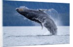 Breaching Humpback Whale, Alaska by Anonymous