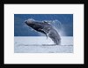 Breaching Humpback Whale, Alaska by Anonymous