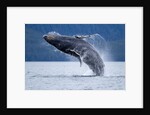Breaching Humpback Whale, Alaska by Anonymous