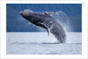 Breaching Humpback Whale, Alaska by Anonymous