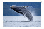 Breaching Humpback Whale, Alaska by Anonymous