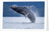 Breaching Humpback Whale, Alaska by Anonymous