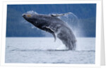 Breaching Humpback Whale, Alaska by Anonymous