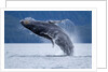 Breaching Humpback Whale, Alaska by Anonymous